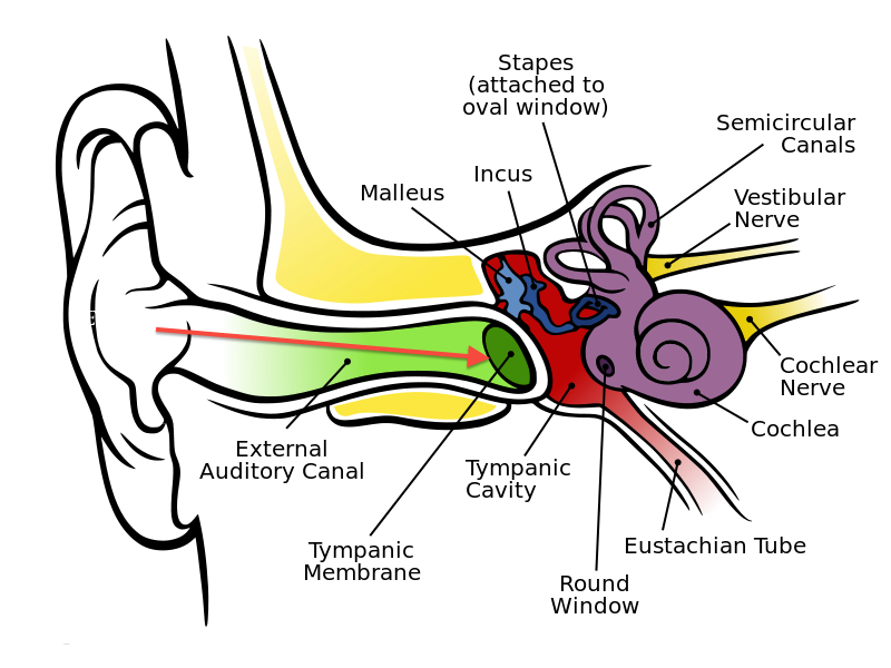 earpods_apple_eardrum earpods_apple_eardrum
